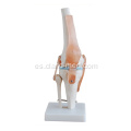 Articulación de rodilla de tamaño real